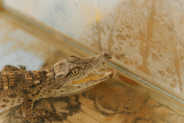 Baby crocodile resting in a terrarium, showing its teeth