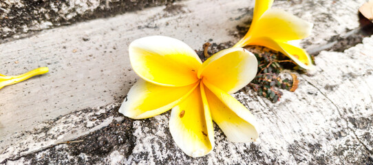 yellow flower on a black