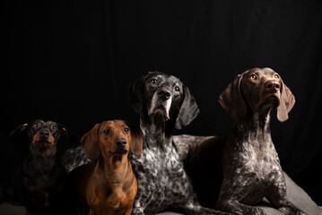 Zwergdackel und Deutsch Kurzhaar Hunde 