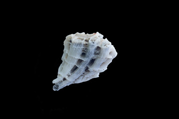 Corals of the South China Sea