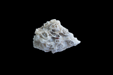 Corals of the South China Sea