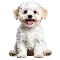 Obraz premium Smiling Maltipoo Puppy with Fluffy Teddy Fur, Front View Transparent Background PNG