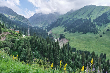 Scenic Mountain Valley with Evergreen Forest and Wildflowers