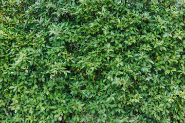Leaves wall texture background.  can be used for background or wallpaper.