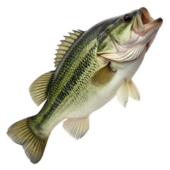 Largemouth bass fish isolated on transparent background for fishing content and educational visuals
