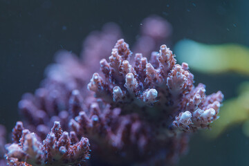 Macro Close Up of Acropora SPS Coral Polyps Underwater Marine Life and Coral Reef Biodiversity