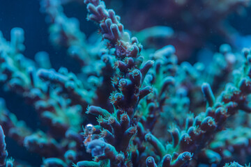Macro Close Up of Acropora Tenuis SPS Coral Polyps in Marine Reef Underwater Biodiversity Scene