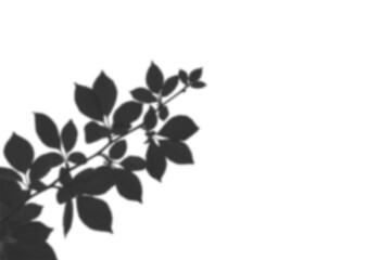 shadow overlay effects of realistic abstract natural tree leaves shadow on wall background,Summer sunlight and shadow overlay effect,shadow for photo interior backdrop studio mockup