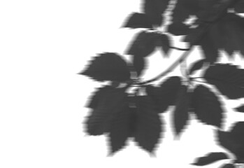 shadow overlay effects of realistic abstract natural tree leaves shadow on wall background,Summer sunlight and shadow overlay effect,shadow for photo interior backdrop studio mockup
