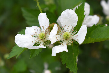 Blackberry flowers blooming in the garden, Beautiful in spring bloom garden. Blackberry bush with white flowers, Blossoming blackberry bush and bee, sunny spring day, Chakwal, Punjab, Pakistan