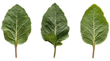 Three vibrant green leaves, isolated on a transparent background, showcasing intricate venation and textures.  Perfect for botanical illustrations or design elements.
