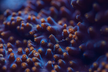 Macro Close Up of Montipora SPS Coral Polyps Underwater Marine Life and Reef Biodiversity
