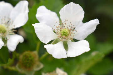 Blackberry flowers blooming in the garden, Beautiful in spring bloom garden. Blackberry bush with white flowers, Blossoming blackberry bush and bee, sunny spring day, Chakwal, Punjab, Pakistan