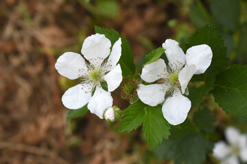 Blackberry flowers blooming in the garden, Beautiful in spring bloom garden. Blackberry bush with white flowers, Blossoming blackberry bush and bee, sunny spring day, Chakwal, Punjab, Pakistan