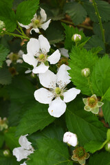 Blackberry flowers blooming in the garden, Beautiful in spring bloom garden. Blackberry bush with white flowers, Blossoming blackberry bush and bee, sunny spring day, Chakwal, Punjab, Pakistan