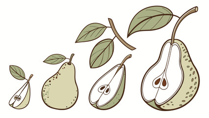 Obraz premium Pear fruit stages illustration vector drawing for food and healthy eating educational resources design