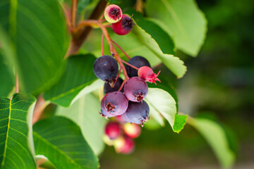 Ripe irga berries on a tree, close-up. Irga ripens in summer