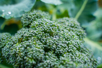 Growing broccoli inflorescence with water drops, close-up