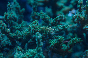 Macro Photo of Montipora digitata SPS Coral in Reef Underwater Marine Life Closeup
