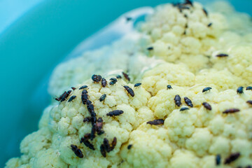 Cauliflower with beetle pests close up. Cauliflower inflorescence and a lot of black beetles...