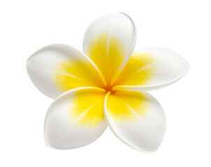  Frangipani Flower in Soft Yellow and White Isolated PNG