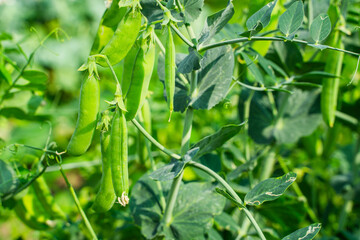 Green pea pods growing in the garden, close-up