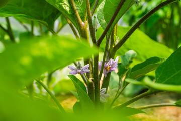Blooming eggplant, close-up of purple flower