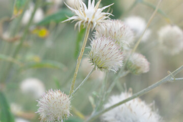 A blooming Creeping Thistle plant, Creeping thistles flower at the meadow. wild flower bloom,...