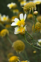 White Yellow Crown Daisy, Close-up of a white and yellow crown daisy flower, blooming in nature,...