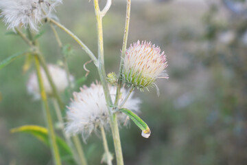 A blooming Creeping Thistle plant, Creeping thistles flower at the meadow. wild flower bloom, thistle in seed, natural flower, creeping thistle flower closeup, Closeup of fluffy creeping thistles seed