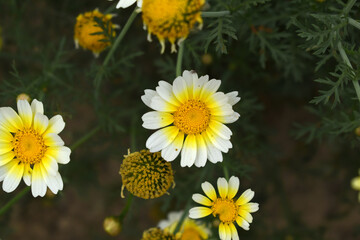 White Yellow Crown Daisy, Close-up of a white and yellow crown daisy flower, blooming in nature, Close-up shot of beautiful White yellow Crown Daisy flower (Chrysanthemum coronarium), Crown Daisy,
