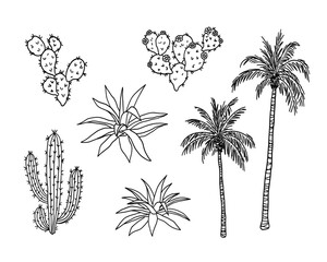 Set of desert plants. Palm tree with leaf and trunk, Agave or Aloe vera succulent, Prickly cactus with thorns and flowers. Summer tropical design element. Botanical hand drawn sketch illustration
