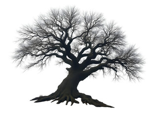 A large old dried tree with thick gnarled roots and branches covered in a frosty white coating stands isolated against a pure PNG file isolated on transparent background