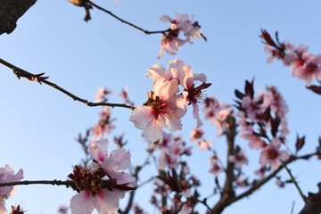 Beautiful Pink Peach Blossoms in a Garden, Pink Peach Flowers Blooming on Peach Tree, Beautiful...