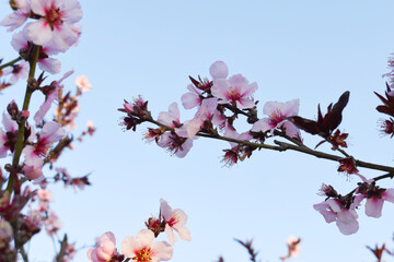 Beautiful Pink Peach Blossoms in a Garden, Pink Peach Flowers Blooming on Peach Tree, Beautiful...