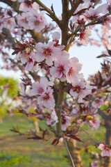 Beautiful Pink Peach Blossoms in a Garden, Pink Peach Flowers Blooming on Peach Tree, Beautiful peach flowers close up - as background, Flowering branch of fruit flower closeup