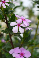 Close-up view of pink madagascar periwinkle, The scientific name is Catharanthus roseus, pink periwinkle flower closeup, Cape Periwinkle, Graveyard plant, Madagascar Periwinkle, Old Maid, closeup