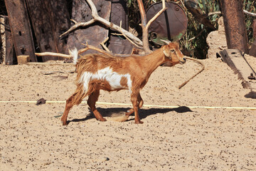 Goat in the small village in Sahara desert, Mauritania, West Africa