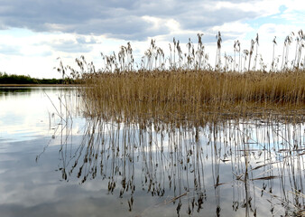 Tall dry reeds reflected in calm lake water under a dramatic cloudy sky. The scene captures tranquil
