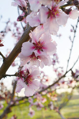 Beautiful Pink Peach Blossoms in a Garden, Pink Peach Flowers Blooming on Peach Tree, Beautiful peach flowers close up - as background, Flowering branch of fruit flower closeup