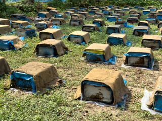 Beehives for Honey Cultivation in Bangladesh – Sustainable Apiculture and Organic Honey Production