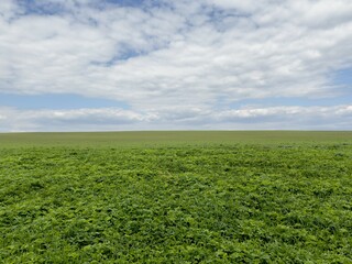 Vast green field under a bright cloudy sky, stretching to the horizon with no visible structures or