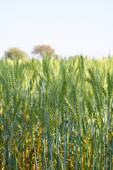 Green wheat field close up image, Green Wheat whistle, Wheat bran fields, agriculture, wheat field...