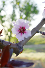 Beautiful Pink Peach Blossoms in a Garden, Pink Peach Flowers Blooming on Peach Tree, Beautiful...