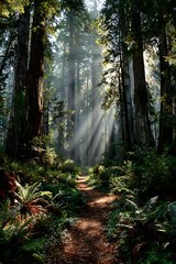 Obraz premium Sunbeams illuminate a path through a redwood forest