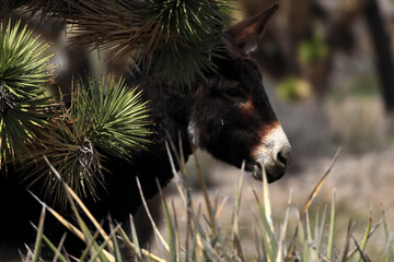 A wild donkey hides behind a yuki tree in the Mojave desert