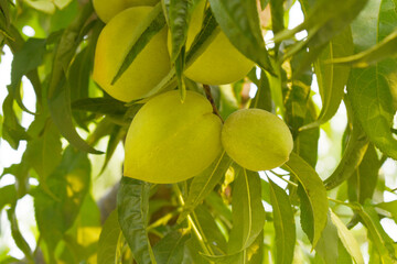 Fresh young unripe Peach fruits on a tree branch with leaves closeup, A bunch of unripe Peaches on...