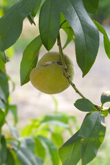 Fresh young unripe Peach fruits on a tree branch with leaves closeup, A bunch of unripe Peaches on a branch, beautiful delicious fruit peaches on the tree, peach fruits grow on a peach tree branch