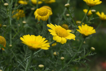 Bright Yellow Crown Daisy, Close-up of a Bright yellow crown daisy flower, blooming in nature, Close-up shot of beautiful yellow Crown Daisy flower (Chrysanthemum coronarium), Crown Daisy,