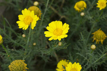 Bright Yellow Crown Daisy, Close-up of a Bright yellow crown daisy flower, blooming in nature,...
